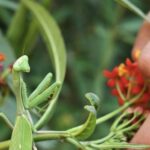 Con presencia de Mariposa Monarca, el Huerto de la ENCRYM celebra un año de resultados favorables