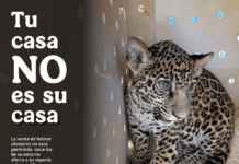 ¡Tu casa no es su casa! Profepa te invita a no comprar o regalar fauna silvestre