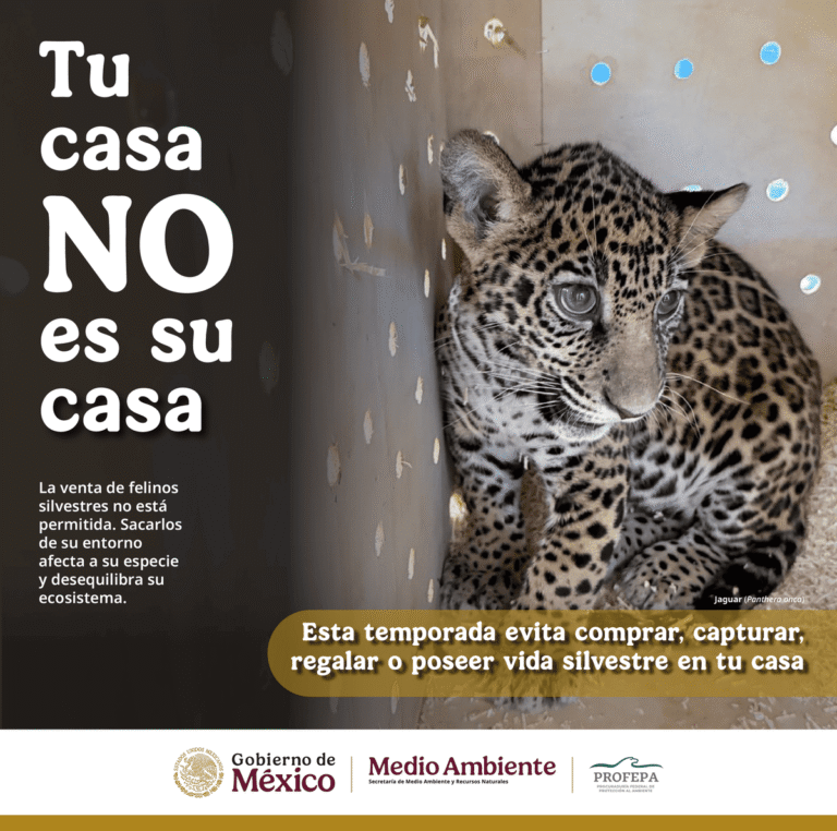 ¡Tu casa no es su casa! Profepa te invita a no comprar o regalar fauna silvestre 