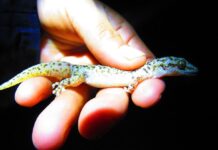 La salamanquesa del valle de Tehuacán-Cuicatlán, nueva especie de gecko registrada en la Reserva de la Biosfera Tehuacán – Cuicatlán