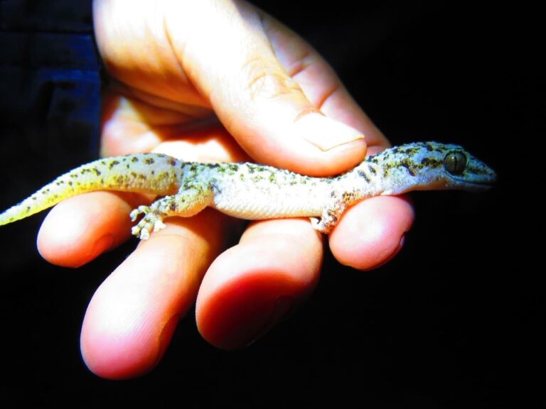 La salamanquesa del valle de Tehuacán-Cuicatlán, nueva especie de gecko registrada en la Reserva de la Biosfera Tehuacán – Cuicatlán
