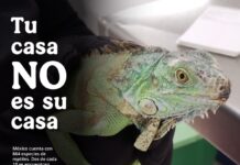 Tu casa no es su casa, Profepa te invita a no comprar o regalar fauna silvestre