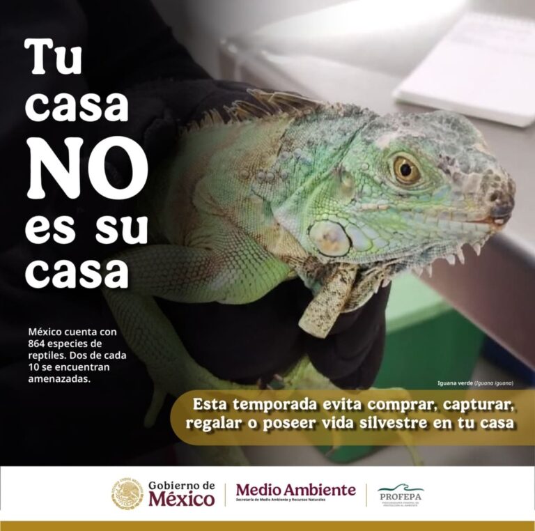Tu casa no es su casa, Profepa te invita a no comprar o regalar fauna silvestre