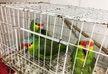 Profepa y FGR rescatan 2 monos araña y 6 aves de especies protegidas, en Guadalajara, Jalisco