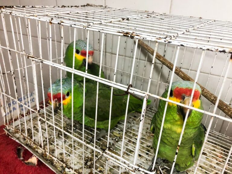 Profepa y FGR rescatan 2 monos araña y 6 aves de especies protegidas, en Guadalajara, Jalisco