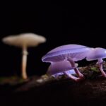 Sabías que hay un idioma secreto de los hongos