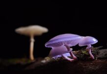 Sabías que hay un idioma secreto de los hongos