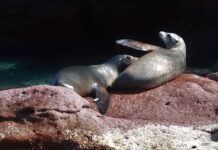 Profepa y Cabet Cultura y Ambiente, A.C. suman fuerzas para proteger a lobos marinos