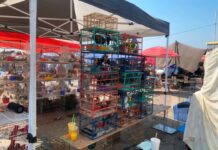 Profepa asegura más de cien aves silvestres en operativo contra el tráfico ilegal, en tianguis de Morelos