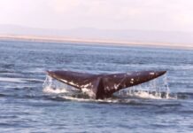 Inició la temporada de avistamiento de ballena gris 2025-2026 en la Reserva de la Biosfera El Vizcaíno, Baja California Sur