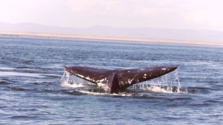 Inició la temporada de avistamiento de ballena gris 2025-2026 en la Reserva de la Biosfera El Vizcaíno, Baja California Sur