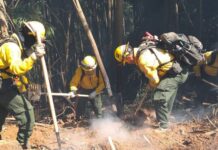 Brigadas mexicanas operan en Chile para contener incendios forestales en regiones afectadas