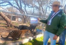 Asegura Profepa 44 ejemplares de fauna silvestre en sitio de turismo de naturaleza en Aguascalientes