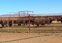 La Conanp traslada a 29 bisontes de Chihuahua a Sonora