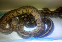 Pitones rescatadas en Tepoztlán continúan en tratamiento médico; una presenta cuadro severo de pulmonía