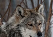 México avanza en la recuperación del lobo mexicano con nuevo sitio de reintroducción en Durango