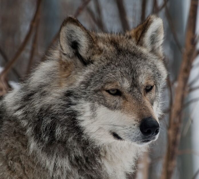 Mexican_Wolf_-_Lobo_Mexicano (1)
