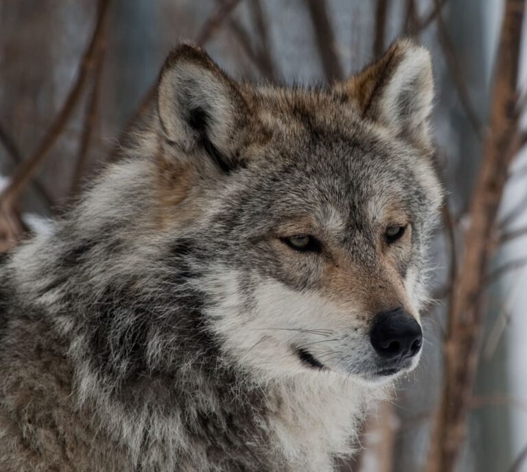 México avanza en la recuperación del lobo mexicano con nuevo sitio de reintroducción en Durango