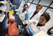 Con células madre, el IPN avanza en la regeneración de huesos, cartílago y tejido muscular