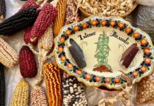 Ixtenco, Tlaxcala, celebra el XV aniversario de la Fiesta del Maíz, símbolo de identidad y tradición