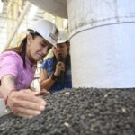 Tan frijoleros como los gorgojos