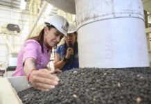 Tan frijoleros como los gorgojos