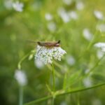 Última parada en este viaje al pasado literario: la Biblioteca de Chapulín completa su catálogo con cuatro títulos más
