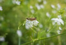 Última parada en este viaje al pasado literario: la Biblioteca de Chapulín completa su catálogo con cuatro títulos más