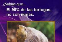 El Meme