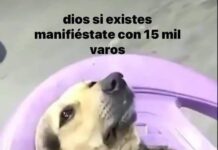El Meme