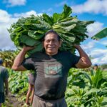 Más de 8,800 muertes en ocho años: Costo laboral que sigue recayendo sobre los trabajadores inmigrantes en EE. UU.