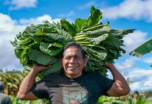 Más de 8,800 muertes en ocho años: Costo laboral que sigue recayendo sobre los trabajadores inmigrantes en EE. UU.