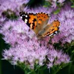 Sabías Que las mariposas han estado usando el mismo «truco genético» durante ¡120 millones de años para engañar a sus depredadores!