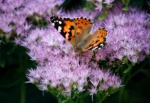 Sabías Que las mariposas han estado usando el mismo «truco genético» durante ¡120 millones de años para engañar a sus depredadores!