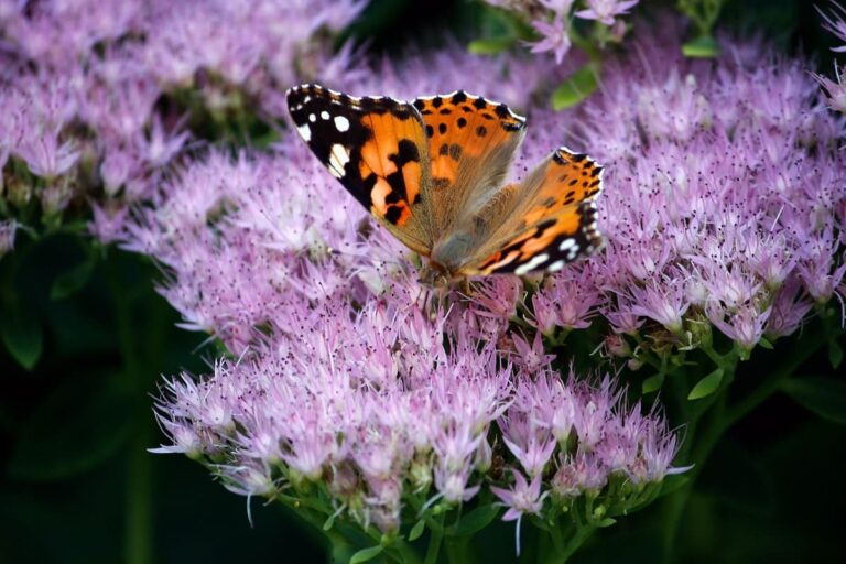 Sabías Que las mariposas han estado usando el mismo «truco genético» durante ¡120 millones de años para engañar a sus depredadores!