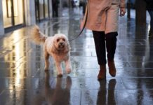 Humedad y lluvias: el ambiente ideal para infecciones de piel en perros y gatos, advierten especialistas