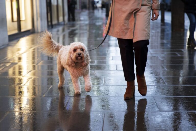 Humedad y lluvias: el ambiente ideal para infecciones de piel en perros y gatos, advierten especialistas