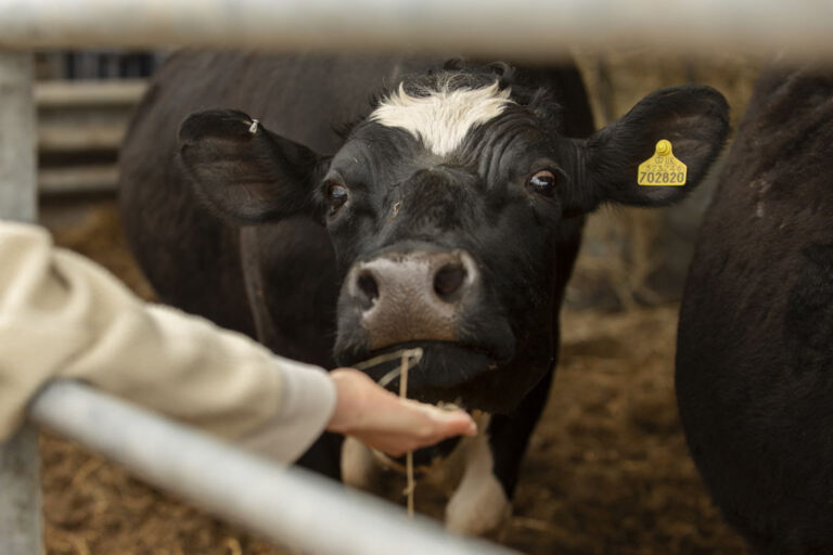 Día Mundial de la Zoonosis: 3 de cada 4 enfermedades infecciosas nuevas tienen origen animal