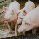 México importa 6 de cada 10 kilos de carne de cerdo que consume: inocuidad clave para abastecer la demanda