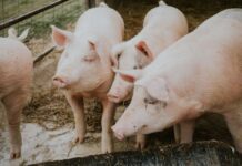 México importa 6 de cada 10 kilos de carne de cerdo que consume: inocuidad clave para abastecer la demanda