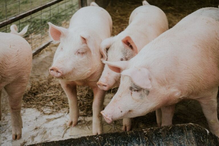 México importa 6 de cada 10 kilos de carne de cerdo que consume: inocuidad clave para abastecer la demanda