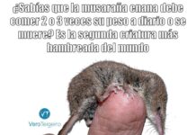El Meme