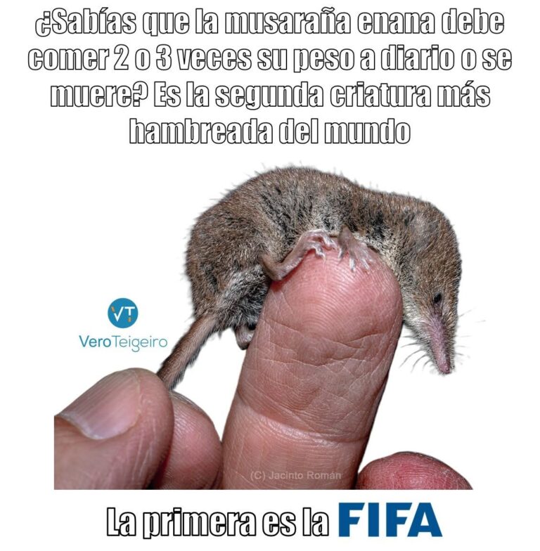 El Meme