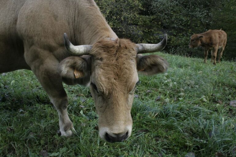 Alarma en el campo: azota robo de ganado