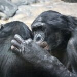 El cuento de los chimpancés juguetones