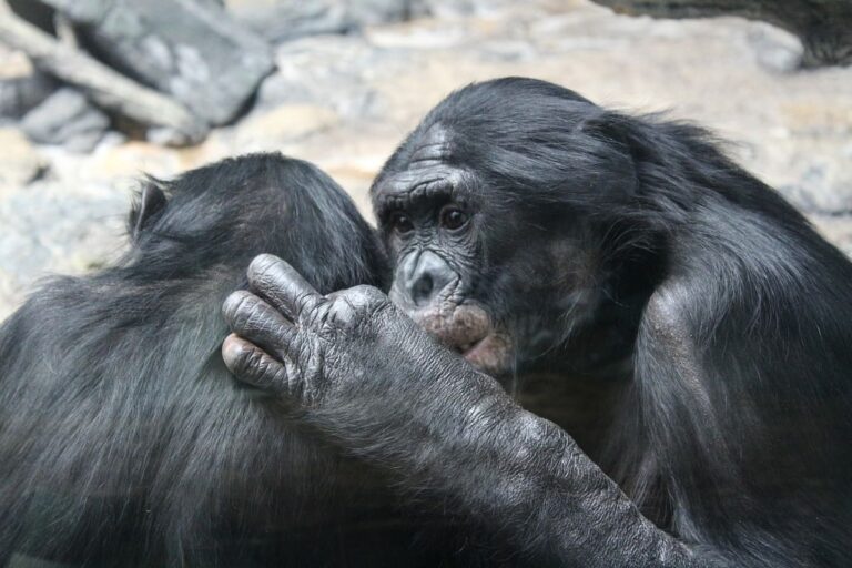 El cuento de los chimpancés juguetones