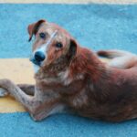 Presentan primera indicación terapéutica contra gusano barrenador en perros ante más de 8,500 casos en México