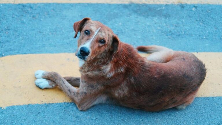 Presentan primera indicación terapéutica contra gusano barrenador en perros ante más de 8,500 casos en México