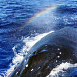TV UNAM estrena la serie documental Las ballenas y yo
