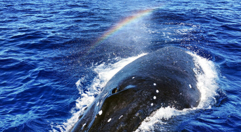 TV UNAM estrena la serie documental Las ballenas y yo